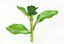Broccoli Rabe