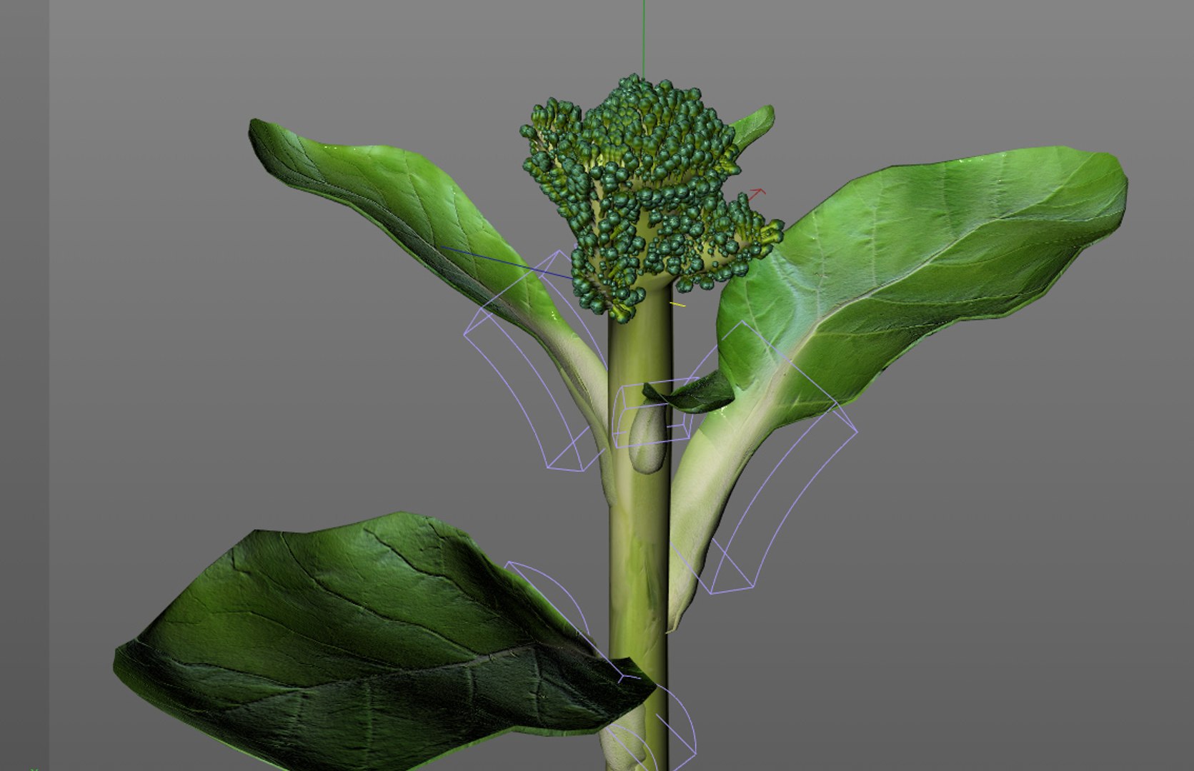 broccoli 3D https://p.turbosquid.com/ts-thumb/10/OZCCdu/jr4wwvmn/6/jpg/1587300896/1920x1080/fit_q87/f9b3fba684a05631b348104aa03d6867effd4404/6.jpg