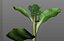 Broccoli Rabe