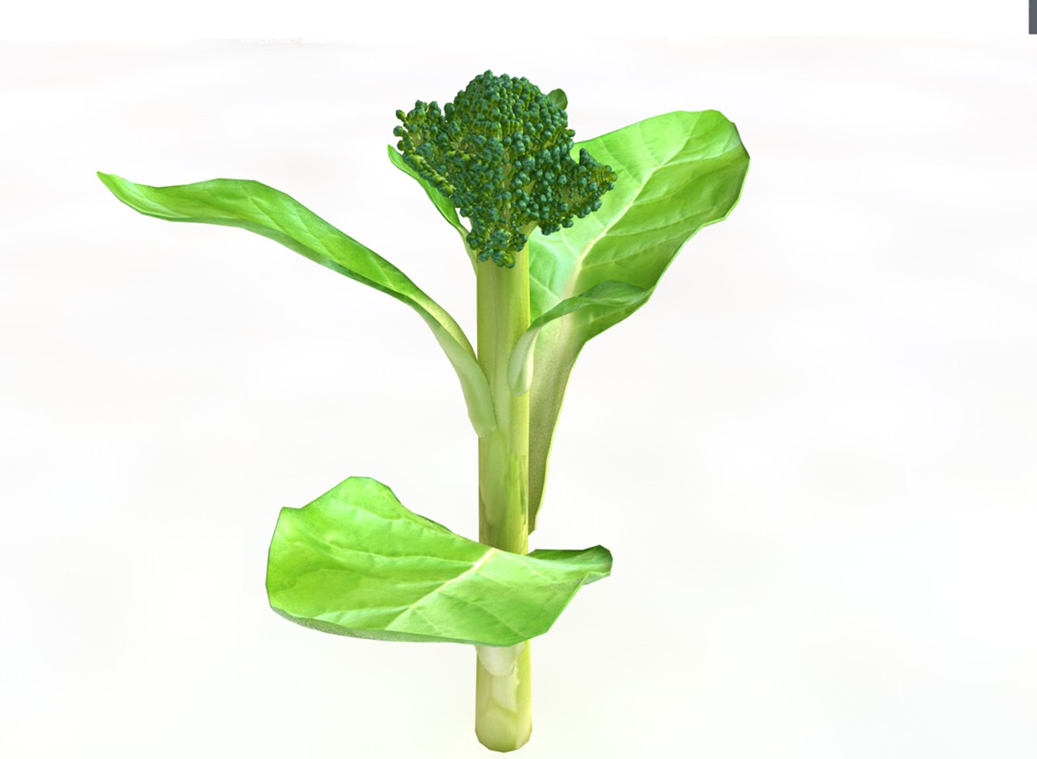 broccoli 3D https://p.turbosquid.com/ts-thumb/10/OZCCdu/mYinez17/2/jpg/1587300895/1920x1080/fit_q87/e9865e073fe57048b2b4121ef5ac314fefde3631/2.jpg