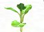 Broccoli Rabe