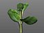Broccoli Rabe
