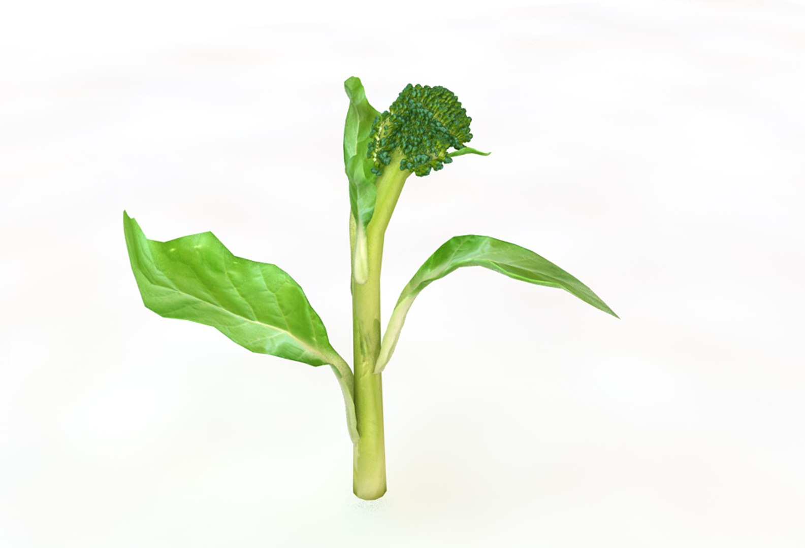 broccoli 3D https://p.turbosquid.com/ts-thumb/10/OZCCdu/zx9u5eAG/5/jpg/1587300896/1920x1080/fit_q87/717aeae147f2ee5f56129ba4f5c5c80ba0688815/5.jpg