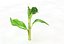 Broccoli Rabe