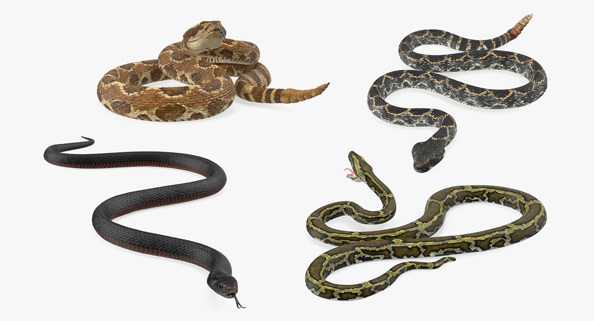 Rigged Snakes Collection 2 for Cinema 4D 3D model preview