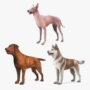 Rigged Large Dogs Collection