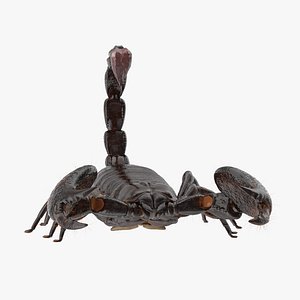 Scorpion - Agressive