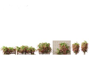 Combretum indicum - Rangoon Creeper