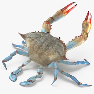 3D atlantic blue crab rigged