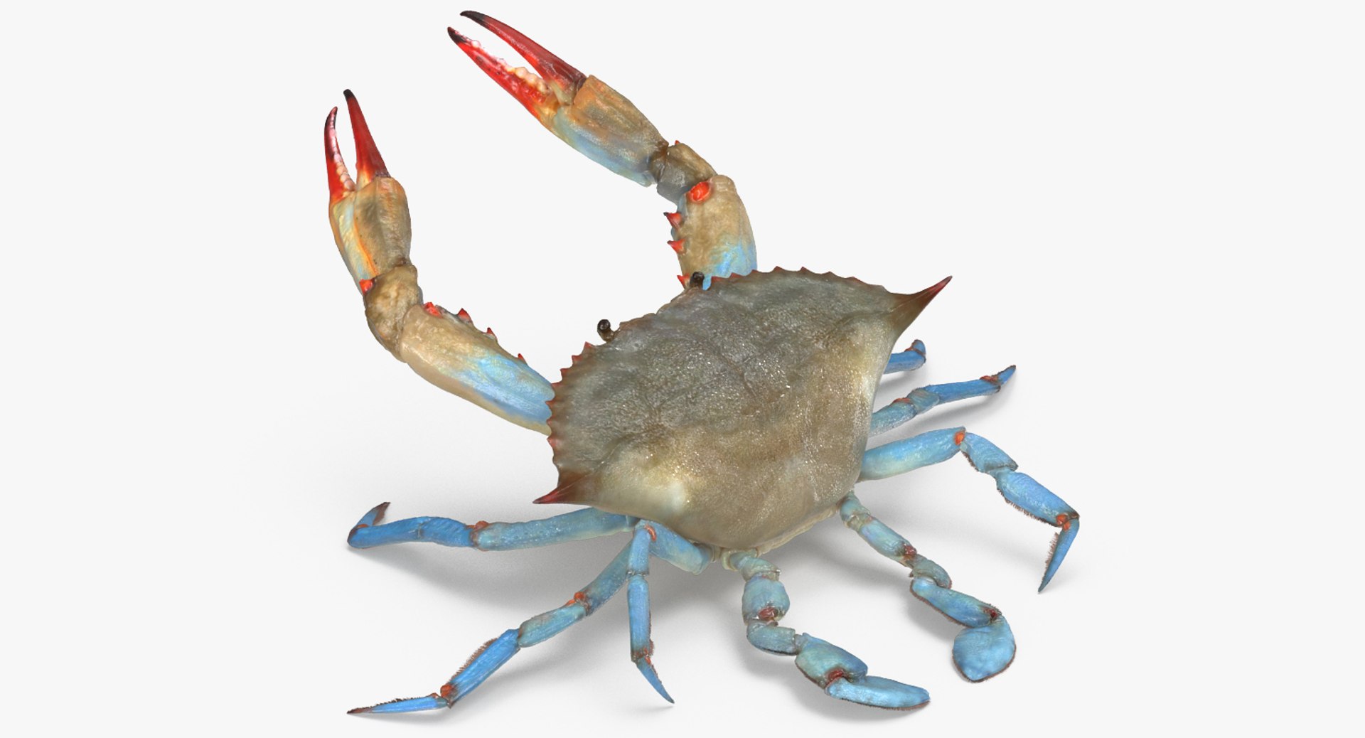 Atlantic Blue Crab Rigged for Cinema 4D 3D model preview