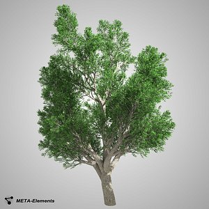 free broadleaf tree 3d model