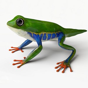 3D Tree Frog Rigged Arrow poison frog model