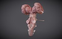 BrainStem Low-poly model