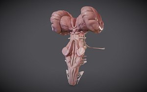 BrainStem Low-poly model