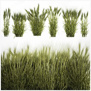 plants from six bushes of green ears of wheat for landscaping