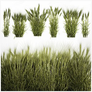 plants from six bushes of green ears of wheat for landscaping