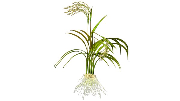 modelo 3d Enfermedad de Bakane - TurboSquid 825598