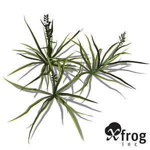 3d xfrogplants annual blue grass