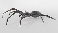 Spider 1