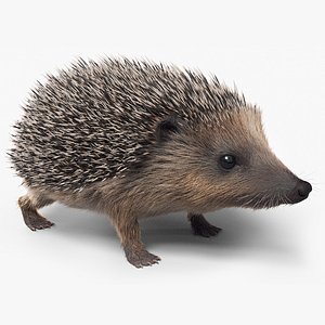 european hedgehog fur 3D