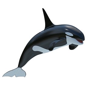 killer whale 2