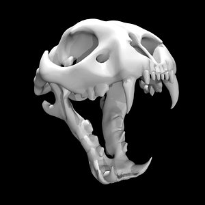 Cheetah skull