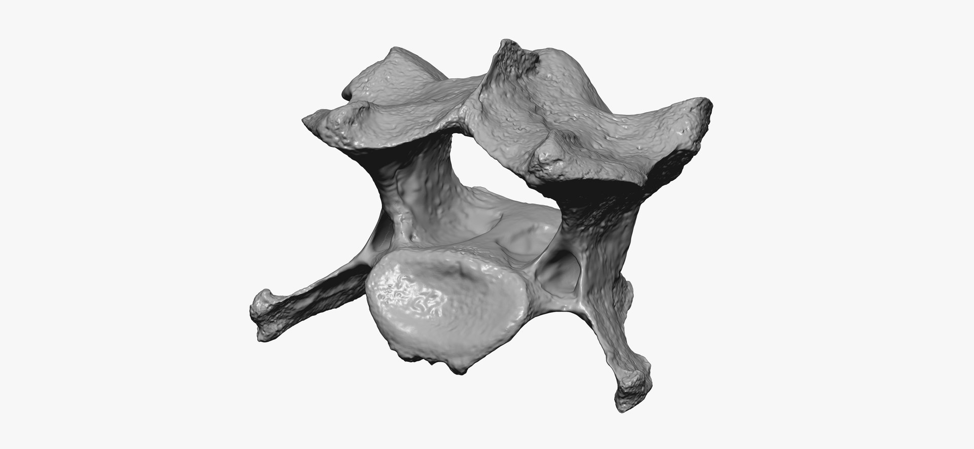 Domestic Cat Cervical Vertebrae C3 RAW Scan 3D https://p.turbosquid.com/ts-thumb/12/FgYc5A/gQ/domestic_cat_cervical_vertebrae_c3_raw_thumbnail_02/jpg/1698158780/1920x1080/fit_q87/1a7398a30294d0ad5a72ba5b10794875ea067c03/domestic_cat_cervical_vertebrae_c3_raw_thumbnail_02.jpg