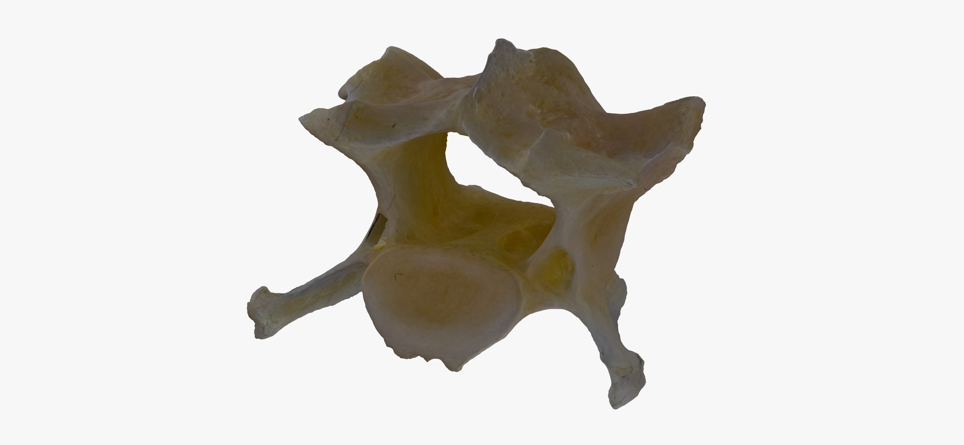 Domestic Cat Cervical Vertebrae C3 RAW Scan 3D https://p.turbosquid.com/ts-thumb/12/FgYc5A/uL/domestic_cat_cervical_vertebrae_c3_raw_thumbnail_01/jpg/1698158772/1920x1080/fit_q87/25ac7386922bfcec9a6ae0fee7fd0e29b31cc92d/domestic_cat_cervical_vertebrae_c3_raw_thumbnail_01.jpg