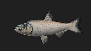 3D Carp model