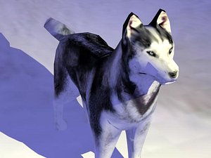 dog husky
