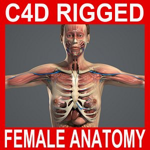 C4D RIGGED Complete Female Anatomy PACK