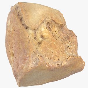 cuneiform bone intermediate 01 3D model