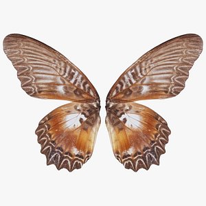 3D Great Eggfly Hypolimnas Bolina 2 Remastered model
