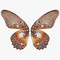 Great Eggfly Hypolimnas Bolina 2 Remastered