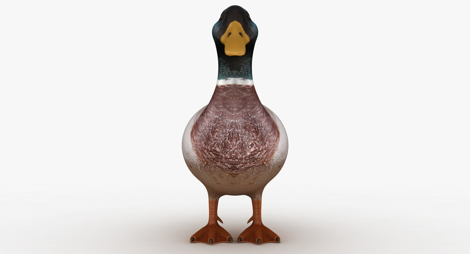 Realistic Duck 3D Model - TurboSquid 1151002