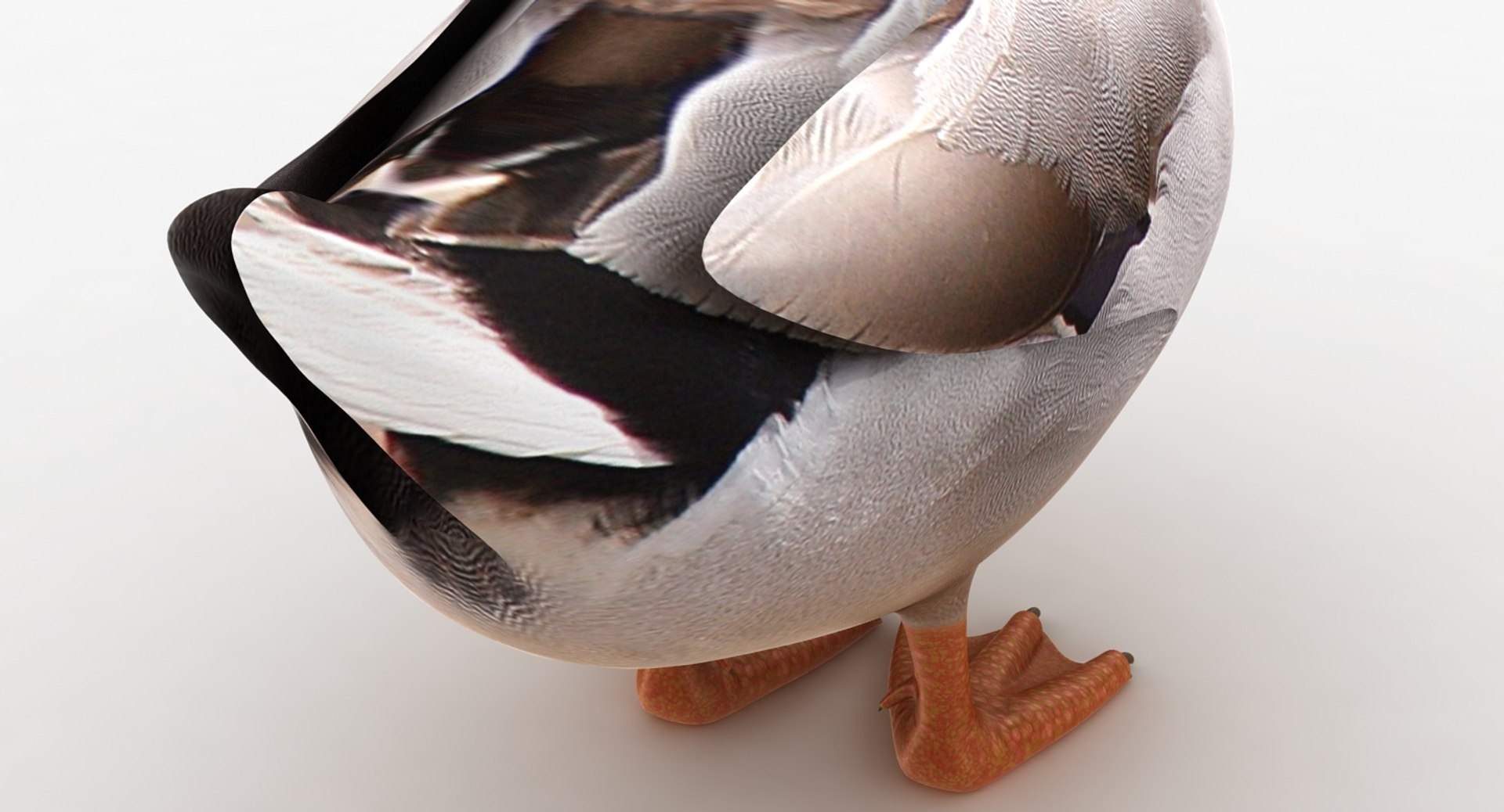 Realistic Duck 3D Model - TurboSquid 1151002