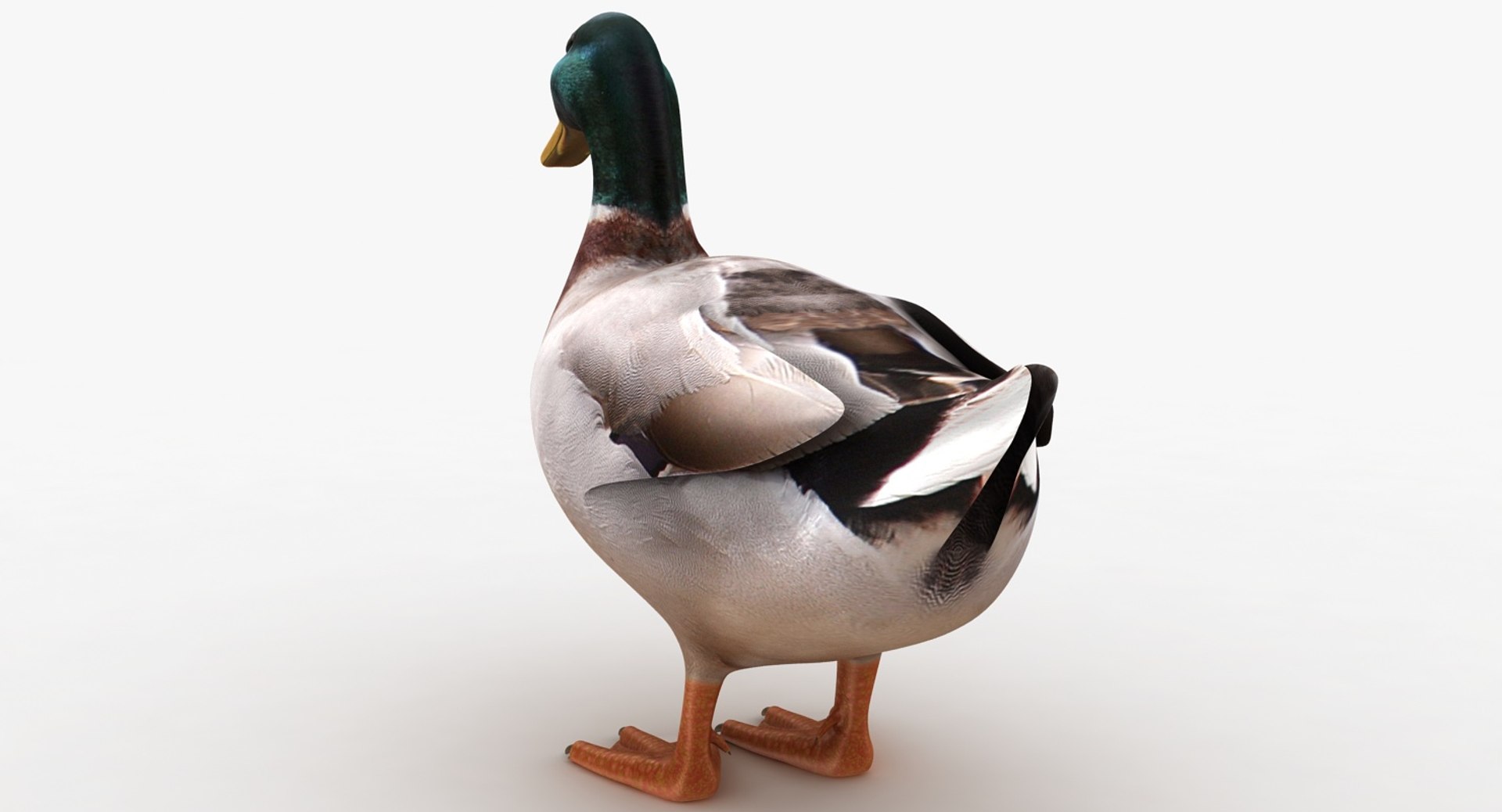 Realistic Duck 3D Model - TurboSquid 1151002