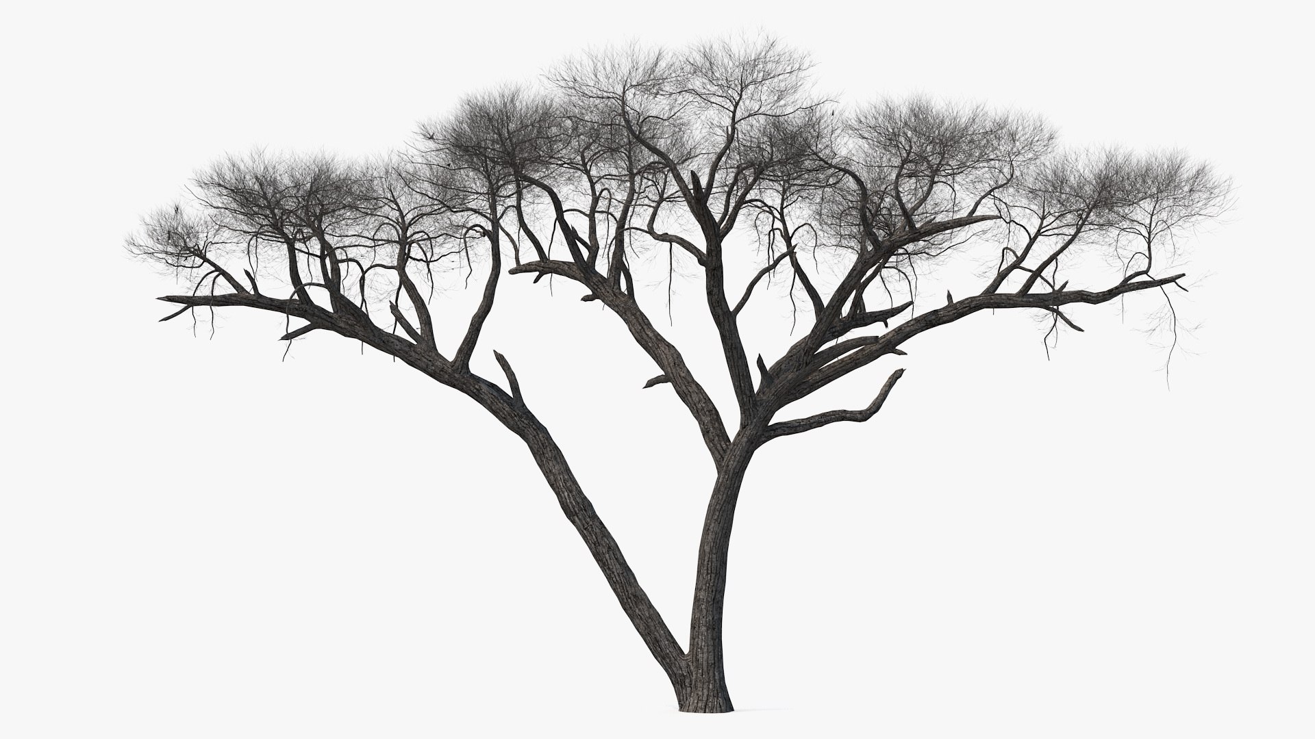 Winter Acacia Tree 3D model preview