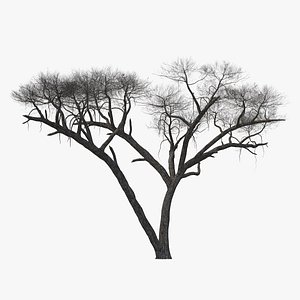 3D winter acacia tree model