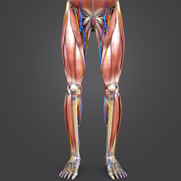 Muscles nerves arteries veins model - TurboSquid 1273722