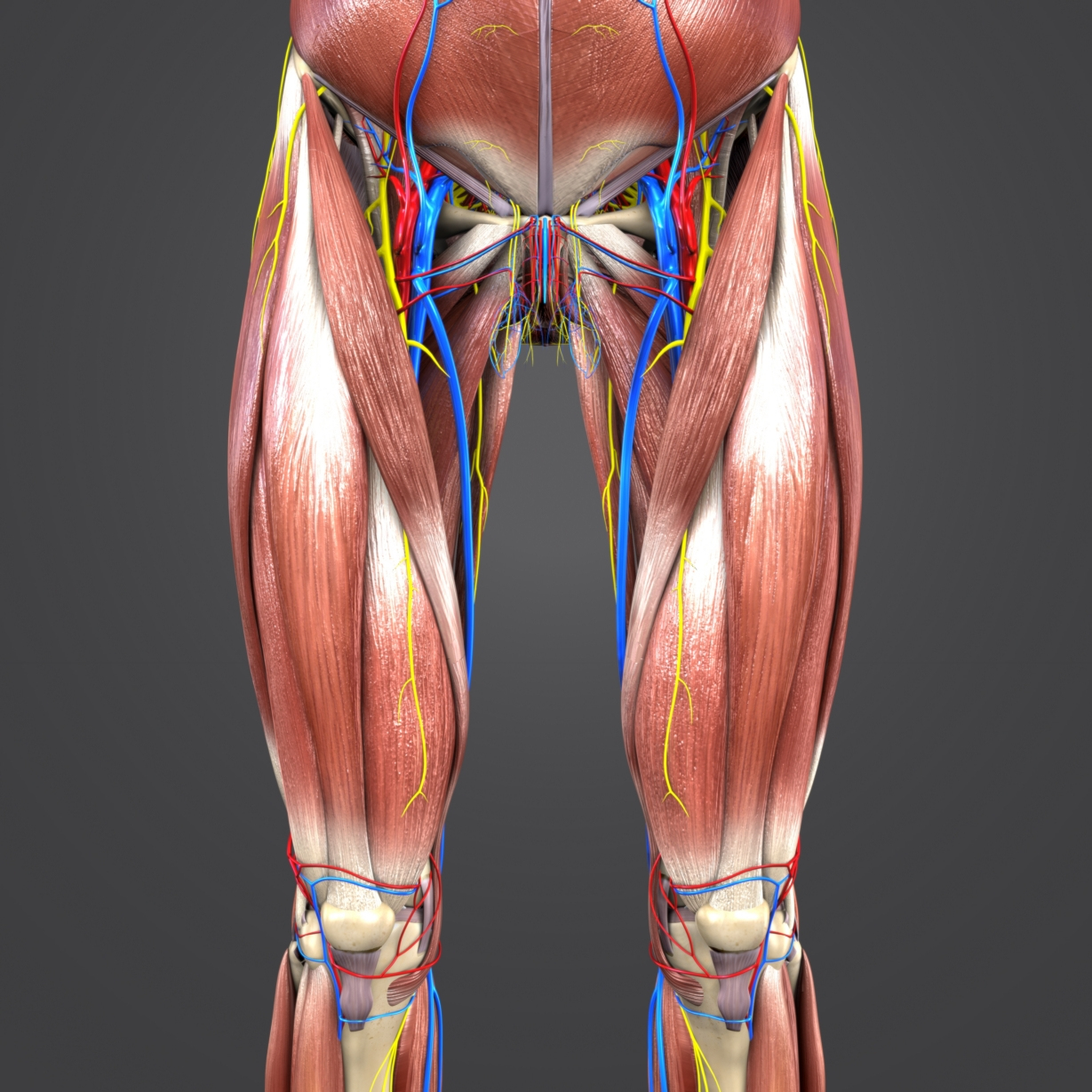 Muscles nerves arteries veins model - TurboSquid 1273722