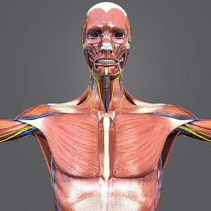 muscles nerves arteries veins model