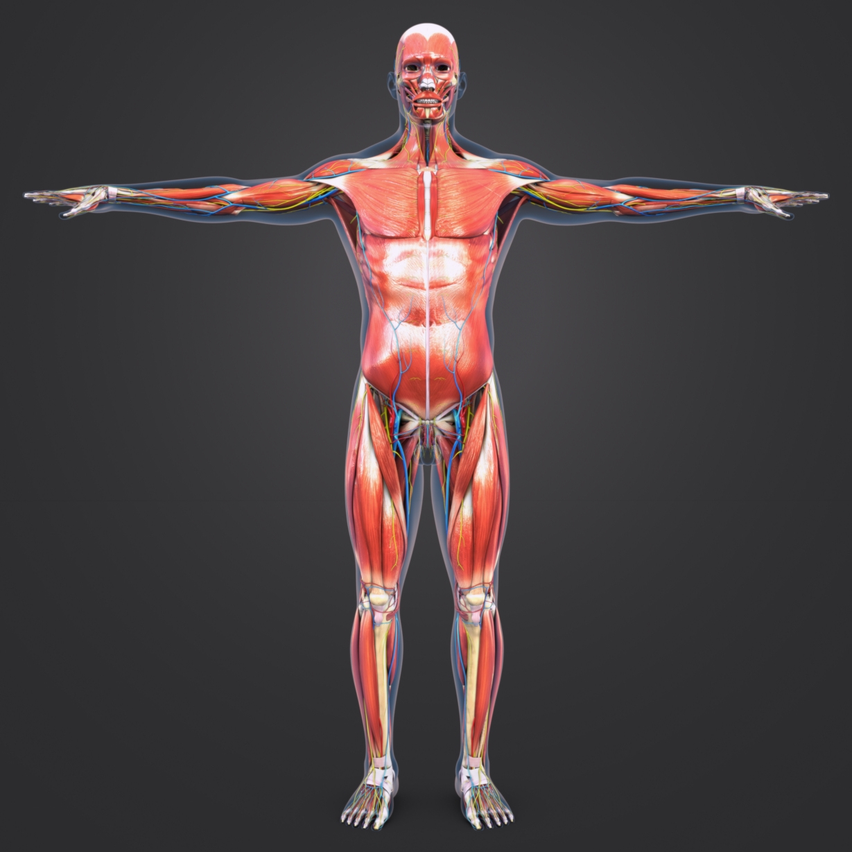 Muscles Nerves Arteries Veins Model - Turbosquid 1273722