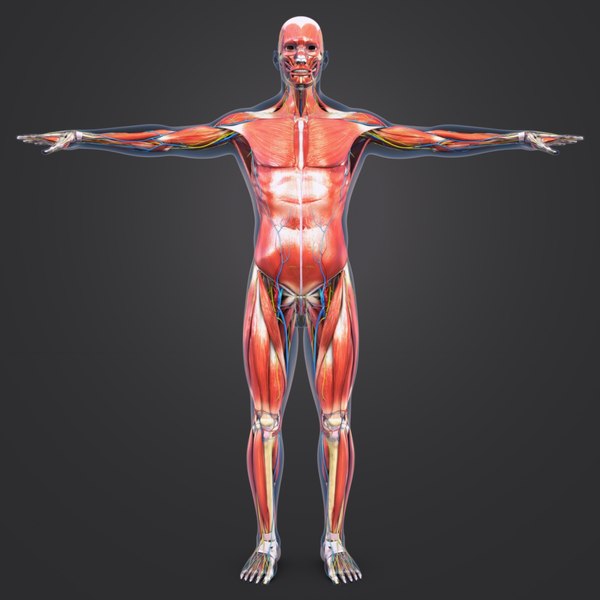 Muscles nerves arteries veins model - TurboSquid 1273722