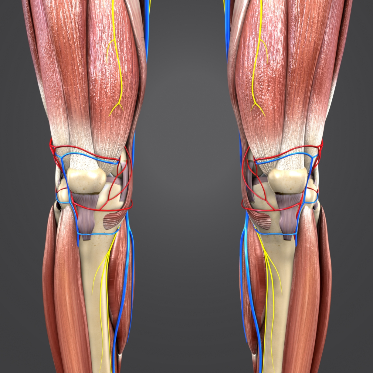 Muscles nerves arteries veins model - TurboSquid 1273722