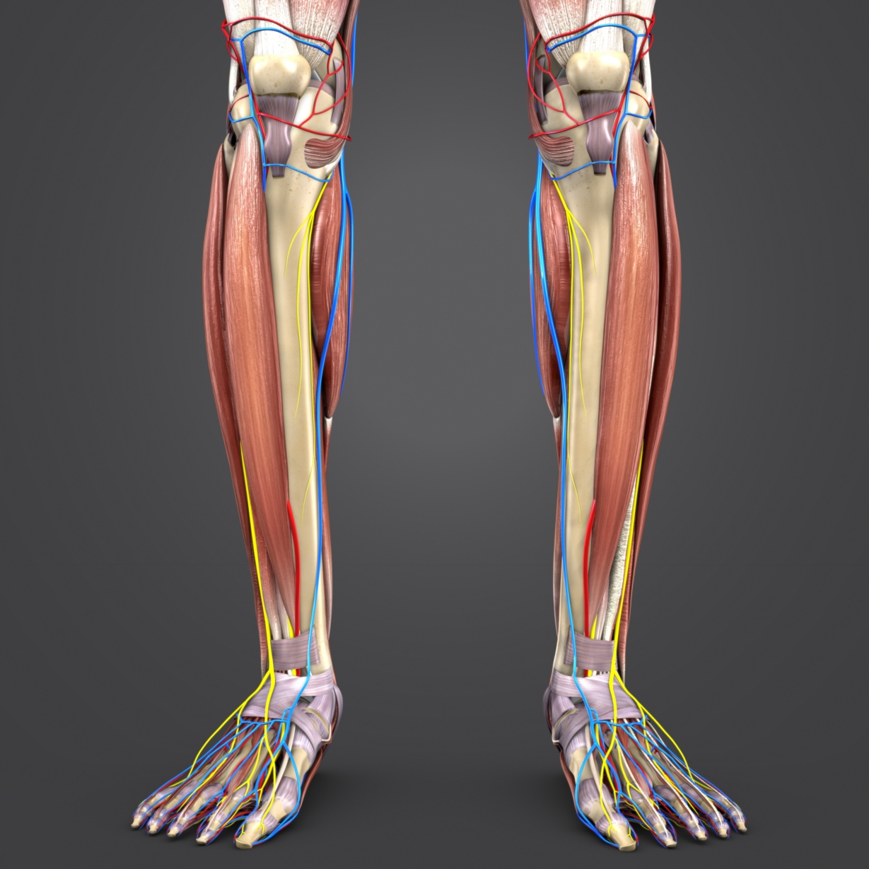 Muscles nerves arteries veins model - TurboSquid 1273722