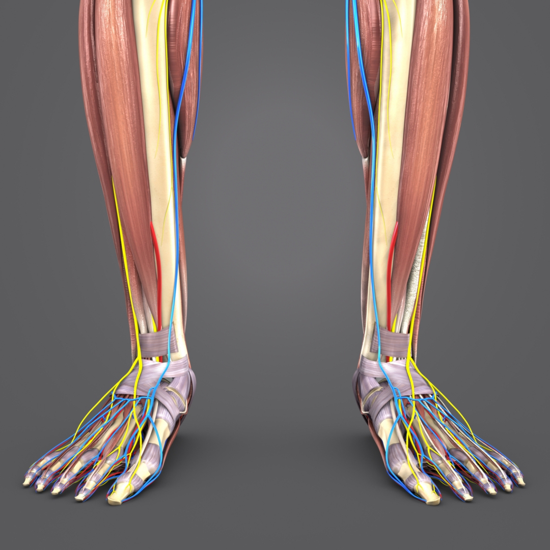 Muscles nerves arteries veins model - TurboSquid 1273722