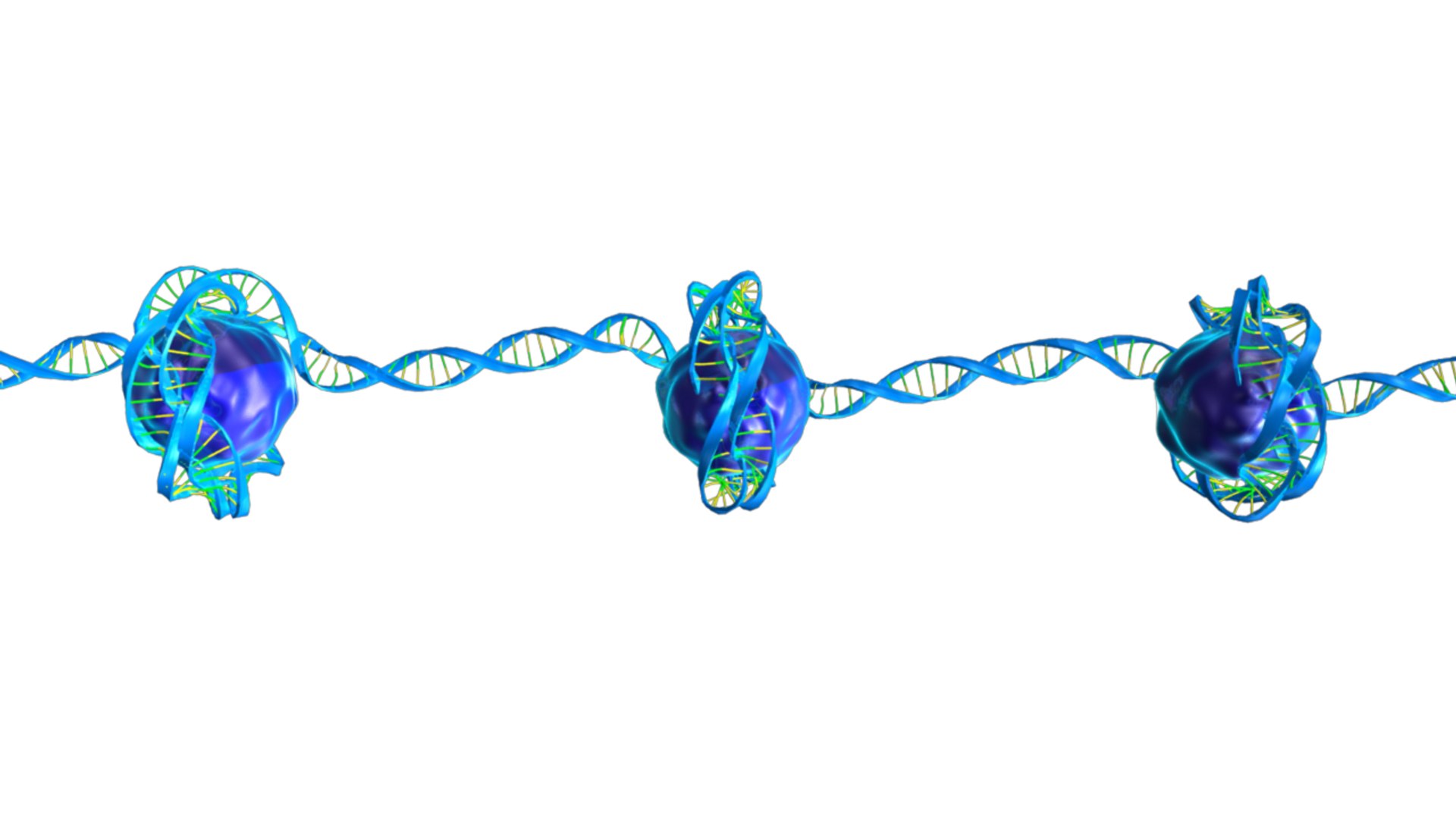 maya nucleosome dna histone https://p.turbosquid.com/ts-thumb/13/5XVBtq/3yEK4LBi/nucleosome_03/png/1431160878/1920x1080/fit_q87/083757f66634ebc4e6e3a9c5a59e601d5e84f7c8/nucleosome_03.jpg