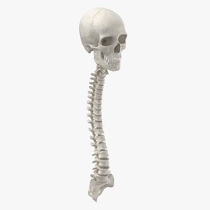 real human spine bones model
