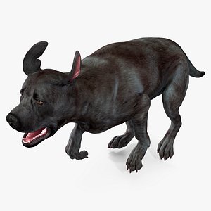 Black Labrador Dog Running Animated Rigged for Maya